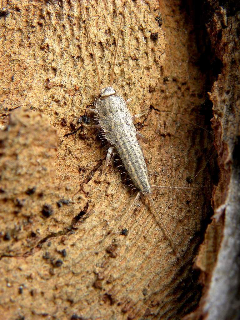 Ctenolepisma o Thermobia ?